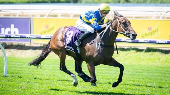 Jockey in blue and yellow silks riding a galloping brown racehorse on a sunny turf track, purple saddle cloth with the number 4 visible.