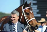Man in a blue suit standing beside a brown horse wearing a white bridle at an outdoor event on a sunny day.