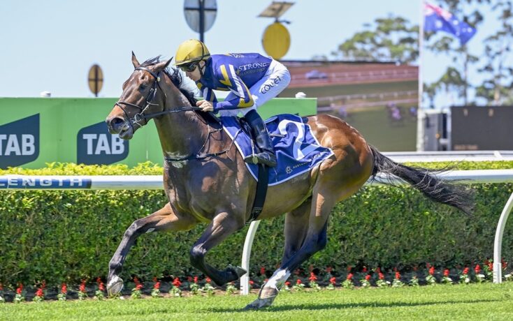 Jockey in blue and yellow silks advances on a galloping brown racehorse on a turf track with sponsor boards in the background.