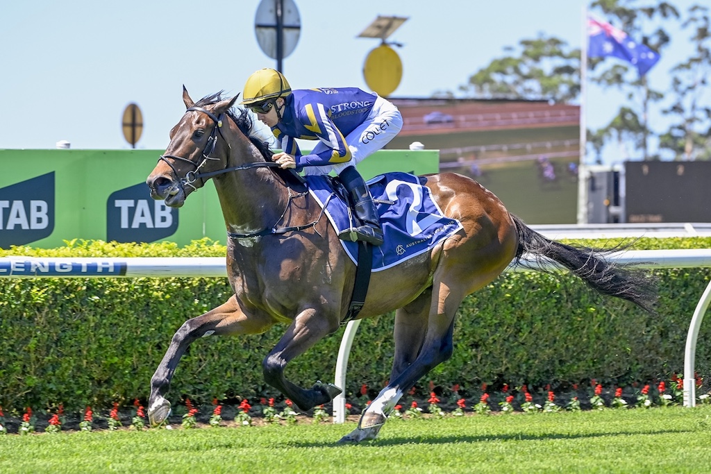 Ice Kool | Just Horse Racing Jockey in blue and yellow silks advances on a galloping brown racehorse on a turf track with sponsor boards in the background.