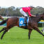 Jockey in red silks leans forward riding a dark bay horse with blue saddlecloth number 4 on a green turf racetrack.