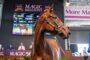 Brown horse in a bridle stands in an auction ring at the Magic Millions sale, with staff and bid boards visible in the background.