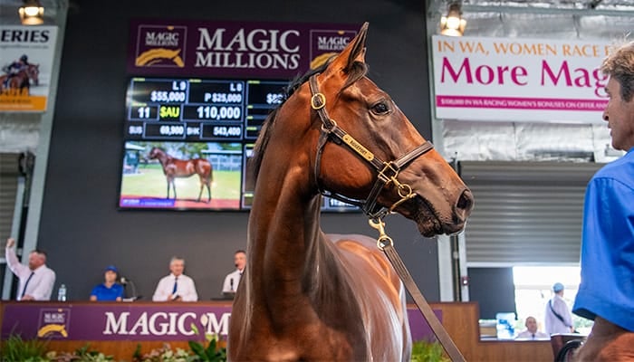 Brown horse in a bridle stands in an auction ring at the Magic Millions sale, with staff and bid boards visible in the background.