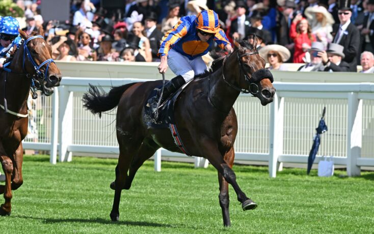 Jockey in orange and blue silks riding a dark horse during a race, crowd watching behind white rails in stadium-like stands.