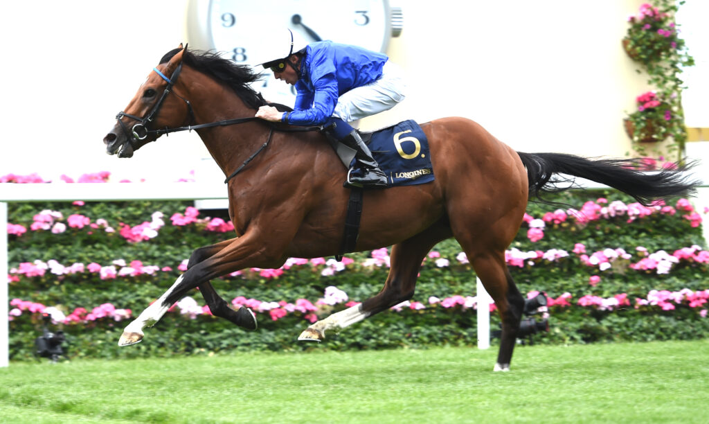 Jockey in blue silks rides a brown horse mid-jump over a hurdle, with pink flowers along the track in the foreground.