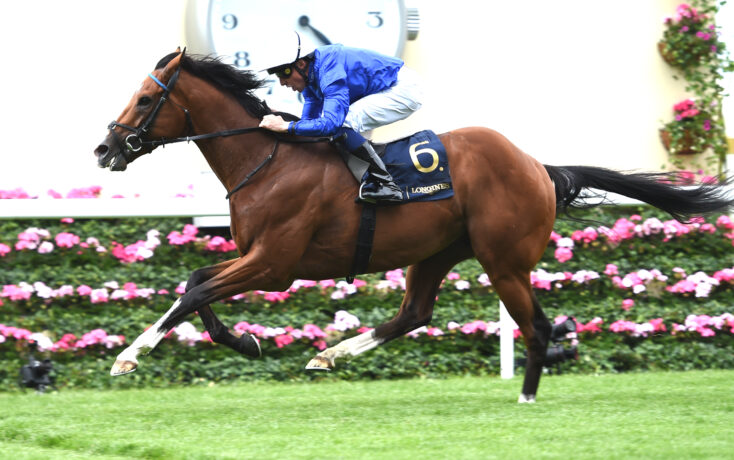 Jockey in blue silks rides a brown horse mid-jump over a hurdle, with pink flowers along the track in the foreground.