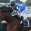 Jockey in blue and white checkered silks riding a galloping brown horse during a race, with 'ROYAL SUPREMACY' on the saddlecloth in view.