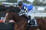 Jockey in blue and white checkered silks riding a galloping brown horse during a race, with 'ROYAL SUPREMACY' on the saddlecloth in view.