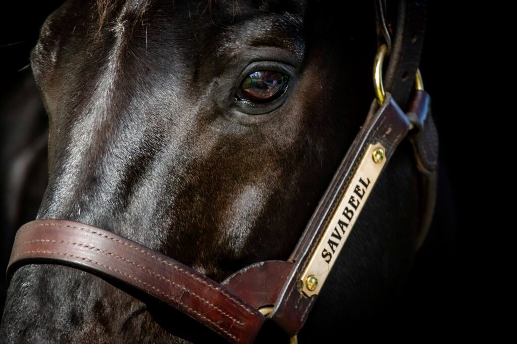 Close-up of a dark horse's face with a brown leather bridle and brass hardware.