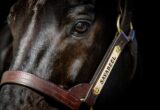 Close-up of a dark horse's face with a brown leather bridle and brass hardware.