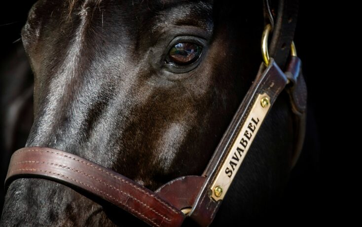 Close-up of a dark horse's face with a brown leather bridle and brass hardware.