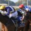 Jockeys in colorful silks race side-by-side on thoroughbreds during a daytime horse race.
