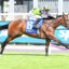 Jockey in neon green and black silks rides a brown horse jumping a hurdle at a racetrack, blue saddle cloth visible with number 8.