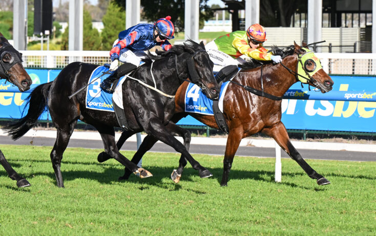 Two jockeys ride racing horses in mid-sprint on a grassy track, with a blue railing in the background and numbers on their blue saddlecloths; a brown horse leads on the right.