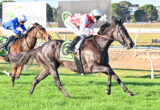 Two jockeys in blue and red silks ride fast horses in a daytime grass-track horse race.