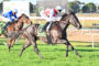 Two jockeys in blue and red silks ride fast horses in a daytime grass-track horse race.