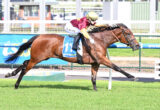 Jockey in maroon and yellow silks riding a brown horse over a hurdle on a sunny racetrack.