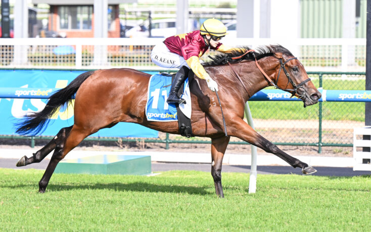 Jockey in maroon and yellow silks riding a brown horse over a hurdle on a sunny racetrack.