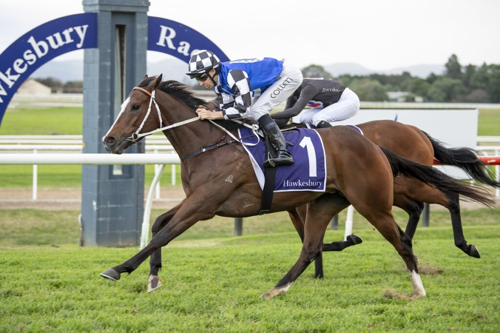 Horse race in progress at Hawkesbury Racecourse; brown horse #1 ridden by jockey in blue and white leads a competing horse close behind on a grassy track.