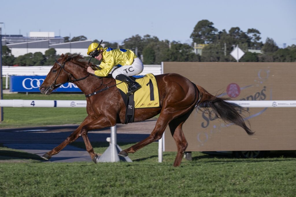 Brown racehorse gallops along a track with a jockey in bright yellow silks and cap, saddlecloth number 1, leaning forward in full stride.