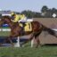 Brown racehorse gallops along a track with a jockey in bright yellow silks and cap, saddlecloth number 1, leaning forward in full stride.