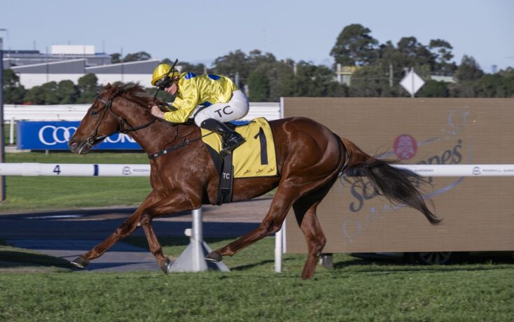 Brown racehorse gallops along a track with a jockey in bright yellow silks and cap, saddlecloth number 1, leaning forward in full stride.