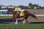 Brown racehorse gallops along a track with a jockey in bright yellow silks and cap, saddlecloth number 1, leaning forward in full stride.