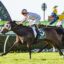 Satono Jasmine | Just Horse Racing