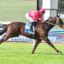 Jockey in pink silks riding a dark brown racehorse at full gallop on a grassy track with a blue rail in the background, number 6 visible on the saddlecloth.