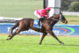 Jockey in pink silks riding a dark brown racehorse at full gallop on a grassy track with a blue rail in the background, number 6 visible on the saddlecloth.