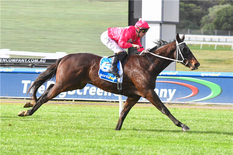Jockey in pink silks riding a dark brown racehorse at full gallop on a grassy track with a blue rail in the background, number 6 visible on the saddlecloth.