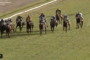 Group of thoroughbred horses racing down a turf track with jockeys in colorful silks; Thoroughbred Central watermark visible on top left.