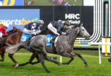 Grey racehorse with blue saddlecloth, jockey in dark silks, gallops on a grassy track during a race. Lead horse near camera with hurdle rails in view.