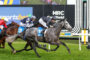 Grey racehorse with blue saddlecloth, jockey in dark silks, gallops on a grassy track during a race. Lead horse near camera with hurdle rails in view.