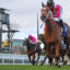 IMG_COSMIC CRUSADER527 | Just Horse Racing