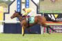 Jockey in a yellow jacket and white pants rides a brown horse over a hurdle on a grassy race track.