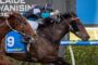 Horse racing scene: jockey in blue and black silks riding a brown horse wearing a blue saddlecloth with number 9, sprinting past the rail with another horse close behind.