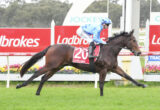 Jockey in blue silks rides a dark horse over a red hurdle at a racecourse with Ladbrokes signage nearby.