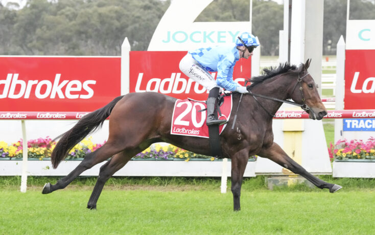 Jockey in blue silks rides a dark horse over a red hurdle at a racecourse with Ladbrokes signage nearby.