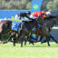Thoroughbred horses sprinting in a race with jockeys leaning forward, blue sponsor banner in the background.