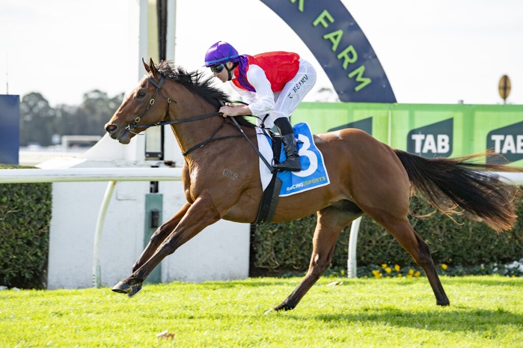 Castillo King | Just Horse Racing