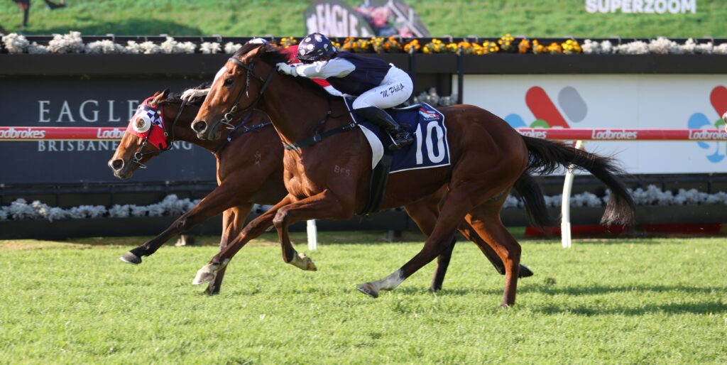 Golden Cross 4 | Just Horse Racing