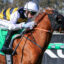 NEARCO FRODV9ANEARCO FROD114 | Just Horse Racing