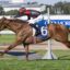 Plagiarism | Just Horse Racing