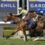 Savvy Hallie | Just Horse Racing