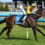 BLIND RAISE (1) | Just Horse Racing