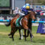SURFIN' BIRDV9ASURFIN' BIRD366 | Just Horse Racing