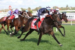 Abbey Marie | Just Horse Racing Abbey Marie
