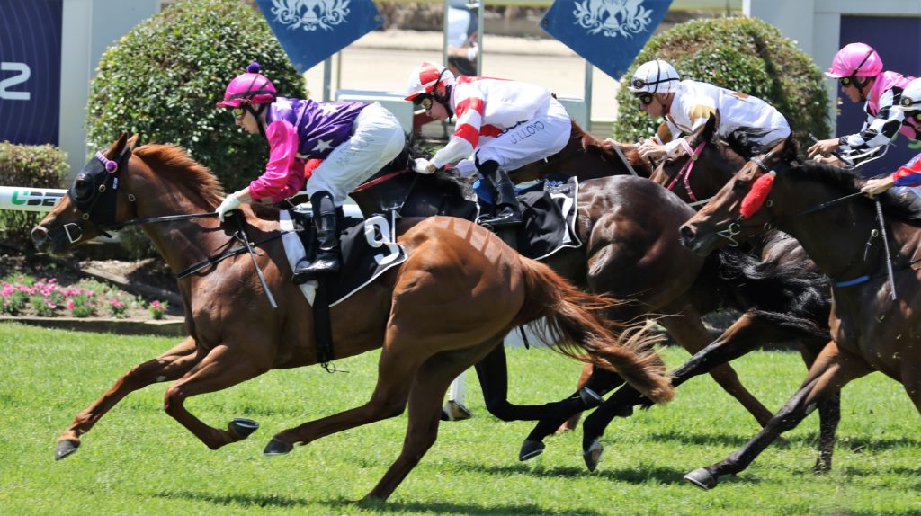 Adoradancer3 | Just Horse Racing