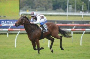 Untapped three-year-old Aeronautical stamped himself as a genuine Golden Rose contender - Photo by Steve Hart